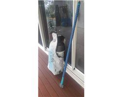 Duotone 5M Slick Sls foiling wind wing