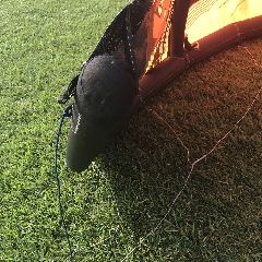Ozone Reo V4 - 7 metre - Image 5