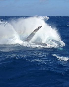Whale
