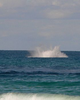 Whales at Play