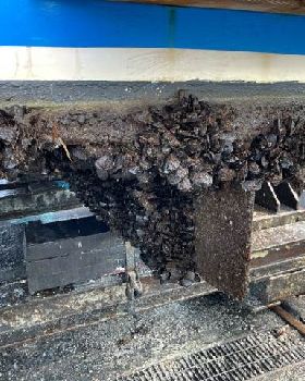 mussels on boats wasted