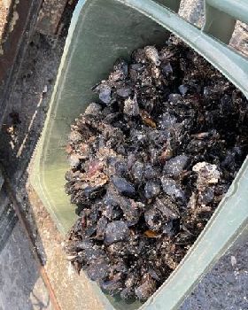 mussels on boats wasted