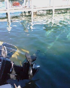 Should Have Taken the Dive Gear