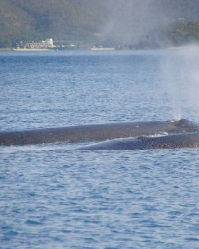 Whale-watching at Stonehaven, Whitsundays