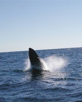 Tweed fishing Charters