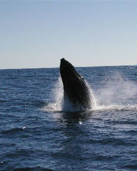 Tweed fishing Charters