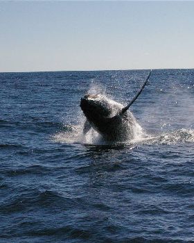 Tweed fishing Charters