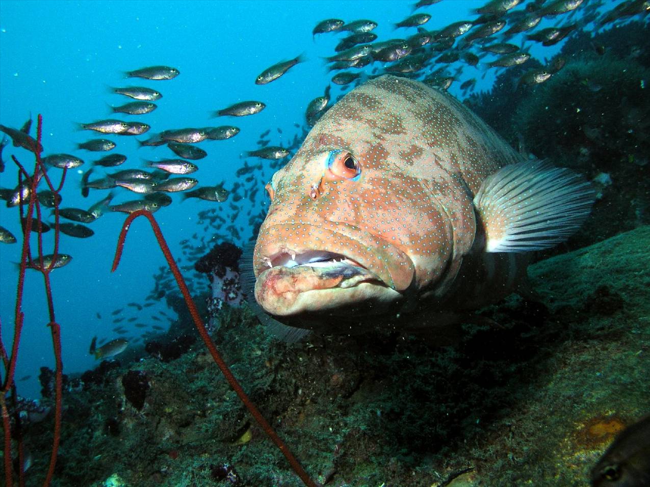 Coral Trout on the wreck of the Yongala Q.