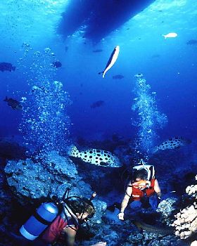 Diving with Potato Cod