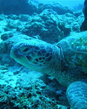 Nice Turtle