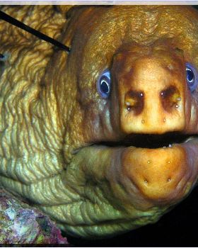 Moray at Parsley Bay