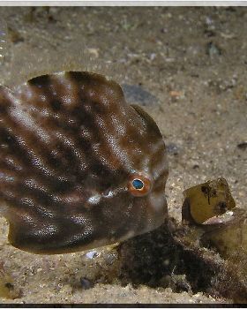Pygmy Leatherjacket at Camp Cove