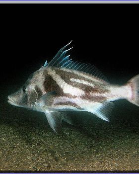 LS Boarfish at Bare Island