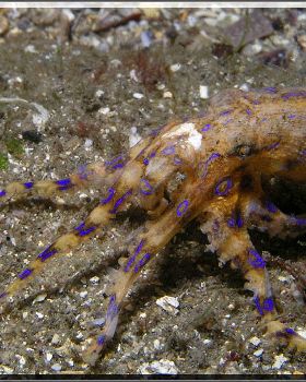 Bluering Octopus at Bare Island