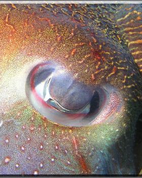 Cuttlefish Eye at Bare Island