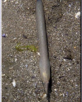 Serpent Eel at Bare Island