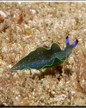 Blue Spotted Elysia at Bare Island