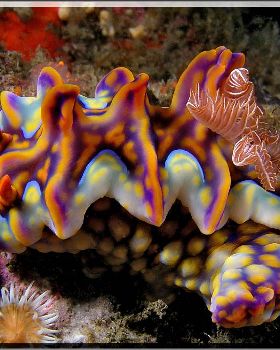 Magnificent Ceratosoma at Kurnell