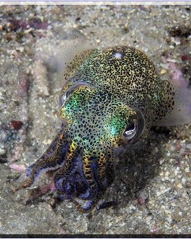 Dumpling Squid at Bare Island
