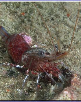Shrimp at Bare Island