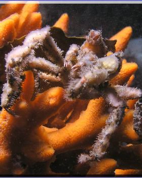 Crab at Bare Island