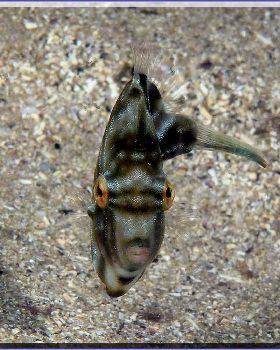 Pygmy Leatherjacket at Bass & Flinders