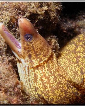 Mosaic Moray at Shiprock