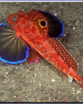 Spiny Gurnard at Bare Island