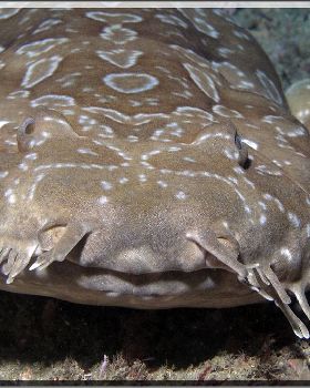 Wobbegong at The Wanderers