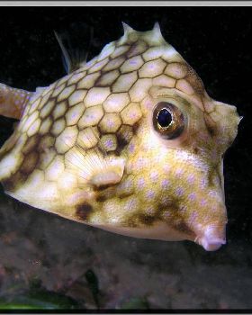 Turretfish at Yarra Bay