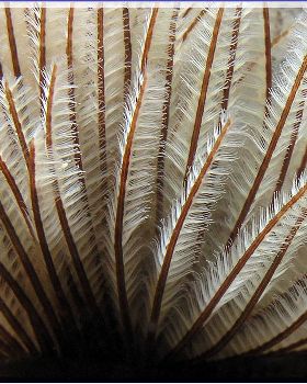 Tubeworm at Kurnell