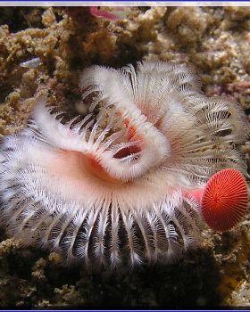 Tubeworm at Oak Park