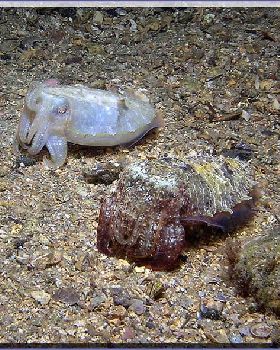 2 Mournful Cuttles at Bare Island