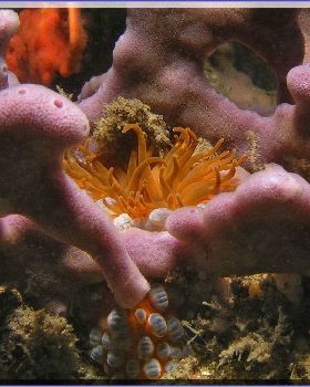 Anenome at Kurnell