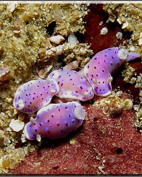 Baby Nudis at Oak Park