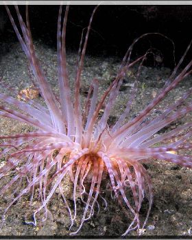 Anenome at Oak Park