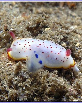 Nudibranch at Shiprock