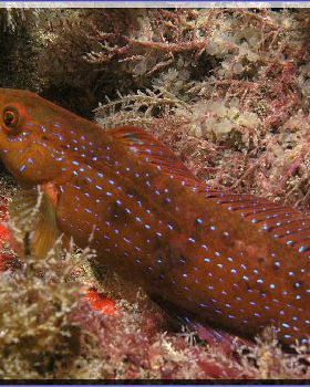 Blue-spotted Wrasse at Kurnell