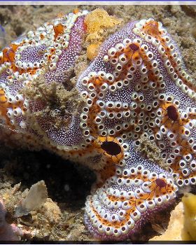 Ascidians at Shiprock