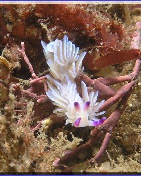 04104 Nudi at Kurnell
