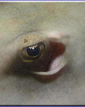 Ray Eye at Oak Park