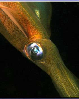 Squid at Oak Park
