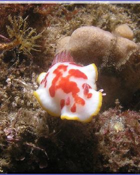 16104 Nudi2 at Kurnell