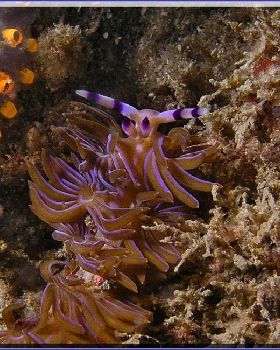 16104 Nudi3 at Kurnell