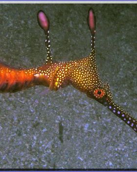 Weedy Seadragon at Kurnell