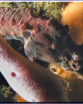Seahorse at Bare Island