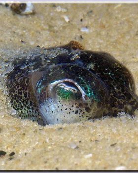 Dumpling Squid at Camp Cove