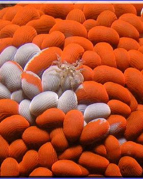 Wandering Anenome with Crab at Kurnell