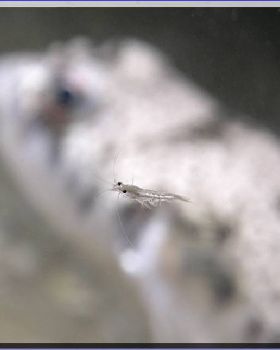 Tiny Shrimp at Bare Island