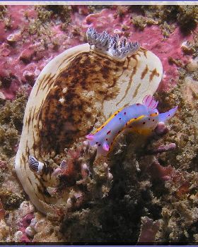 Nudi fight at Kurnell